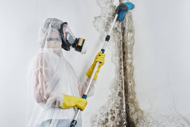 Best Mold Remediation for Specific Building Types in Irwin, SC