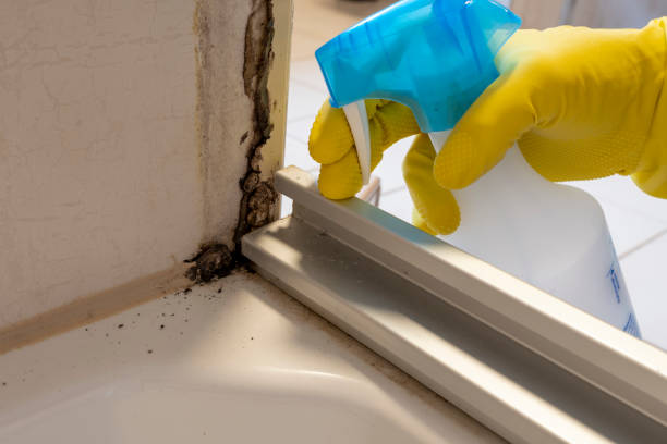 Best Mold Remediation for Specific Building Types in Irwin, SC